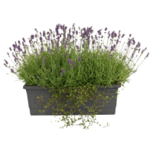 Aldi Süd  GARDENLINE Balkonkasten XL