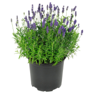 GARDENLINE Lavendel
