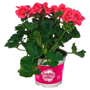 GARDENLINE Geranien Pretty Little
