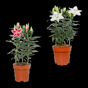 GARDENLINE Orientalische Lilien