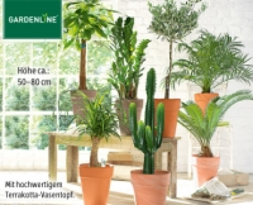 GARDENLINE&reg;Pflanzenrarit&auml;t 12.99&nbsp;&euro;