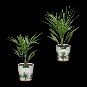 GARDENLINE Palme 6.99 €