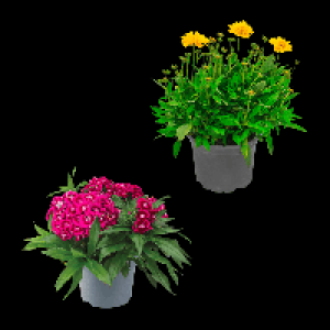 GARDENLINE Stauden / Sommerblumen