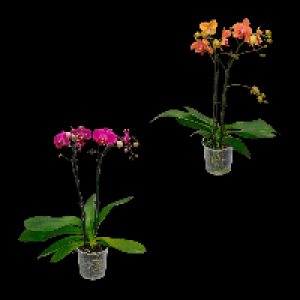 GARDENLINE Phalaenopsis 5.99 €