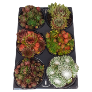 GARDENLINE Tiere