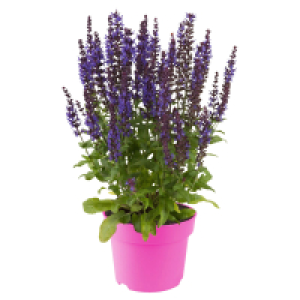 GARDENLINE Stauden Mix