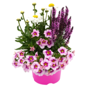 GARDENLINE BlooMatch-Trio