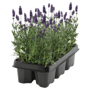 GARDENLINE Lavendel 6er Tray 2.49 €