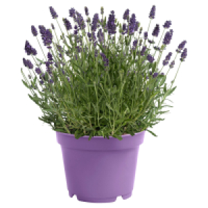 Aldi Süd  GARDENLINE Lavendel T26
