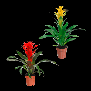 GARDENLINE Guzmanie / Vriesea 4.99 €