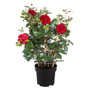 Aldi Süd  GARDENLINE Rose am Spalier Balbo