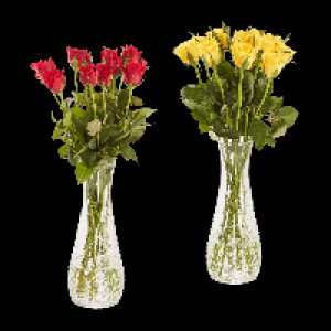 Aldi Nord Gardenline GARDENLINE Rosen
