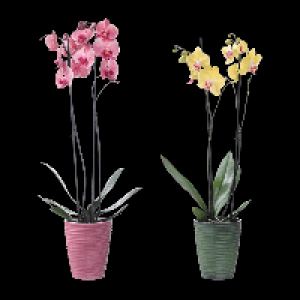 Aldi Nord Gardenline GARDENLINE Phalaenopsis