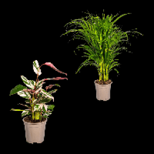 GARDENLINE Grünpflanze 5.99 €