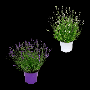 GARDENLINE Lavendel 2.99 €