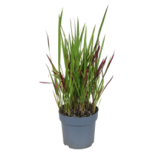 GARDENLINE Japanisches Blutgras