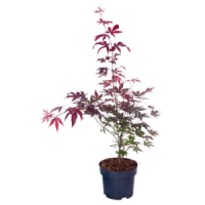 Aldi Süd  GARDENLINE Bloodgood