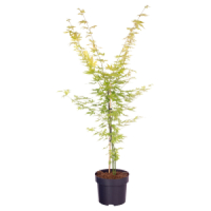 Aldi Süd  GARDENLINE Katsura
