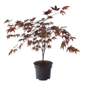 Aldi Süd  GARDENLINE Atropupureum