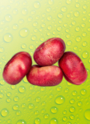 River Valley Fresh Platt-Nek­ta­ri­nen Pla­te­ri­nas