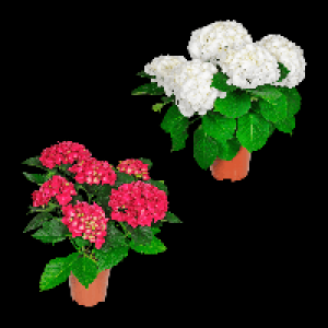 Aldi Nord Gardenline GARDENLINE Hortensie