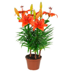 GARDENLINE Sommerblumen