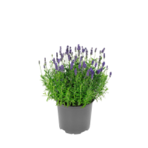 GARDENLINE Lavendel T12