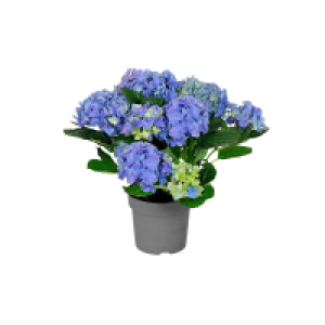 Aldi Süd  GARDENLINE Hortensie blau
