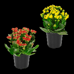 GARDENLINE Kalanchoe