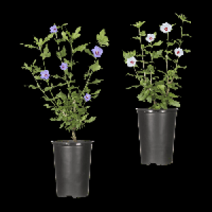 GARDENLINE Gartenhibiskus