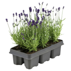 GARDENLINE Lavendel, 6er-Tray