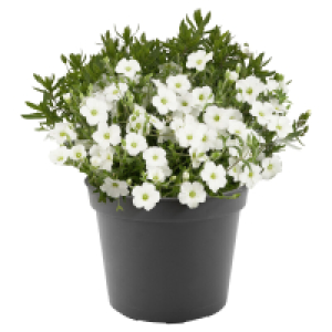 Aldi Süd  GARDENLINE Berg-Sandkraut