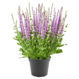 Aldi Süd  GARDENLINE Blüten-Salbei