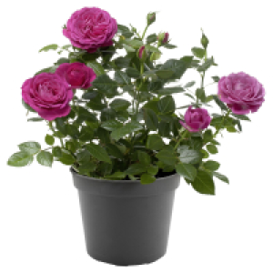 GARDENLINE Rosen L.D.V.