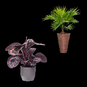GARDENLINE Palme
