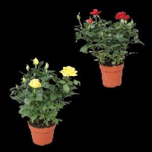 GARDENLINE Topfrose 1.79 €