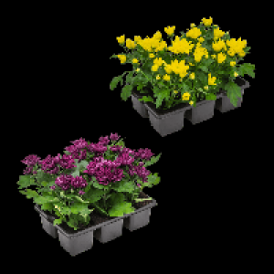 Aldi Nord Gardenline GARDENLINE Chrysanthemen