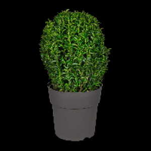 GARDENLINE Euonymus Green Wonder