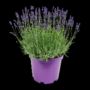 GARDENLINE Lavendel XXL