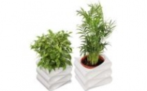 Grünpflanzen 4.99 €