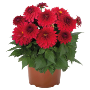 GARDENLINE Dahlie Temptation