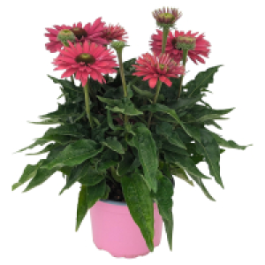 GARDENLINE Sonnenhut pink
