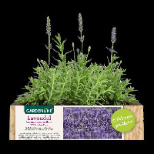 GARDENLINE Lavendel