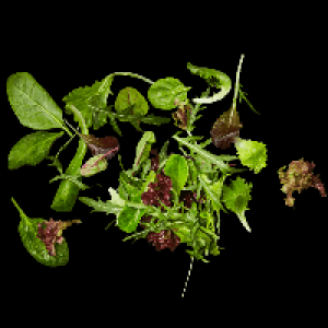 Pfl&uuml;cksalat 1.19&nbsp;&euro;