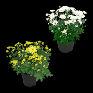 Aldi Nord Gardenline GARDENLINE Chrysanthemen