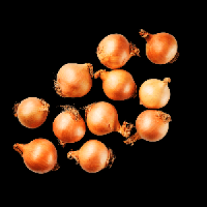 BIO Bio Zwiebeln