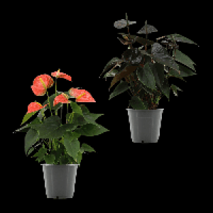 Aldi Nord Gardenline GARDENLINE Anthurie