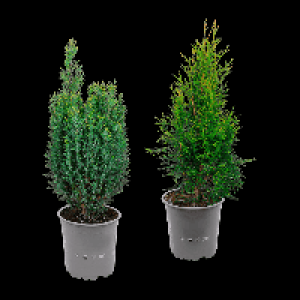 GARDENLINE Konifere