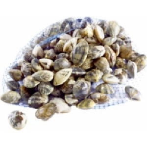 Teppichmuschel Vongole Verace 6.49 €