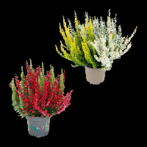 GARDENLINE Calluna 2.29 €